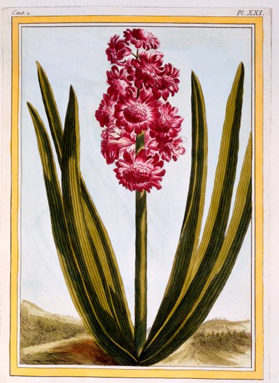 Royal Crimson, c.1766 by Pierre Joseph Buchoz